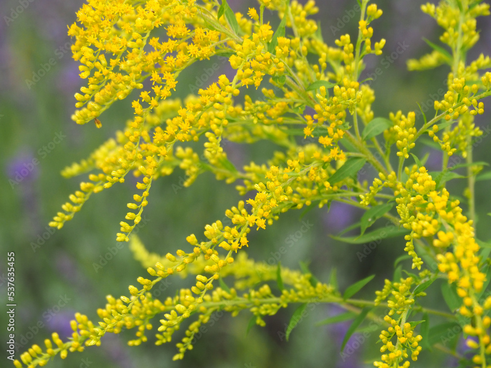 Fototapeta premium vibrant yellow goldenrod flowers
