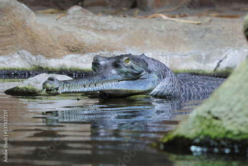 The gharial, gavial, fish-eating crocodile (Gavialis gangeticus) head of an individual in natural habitat 