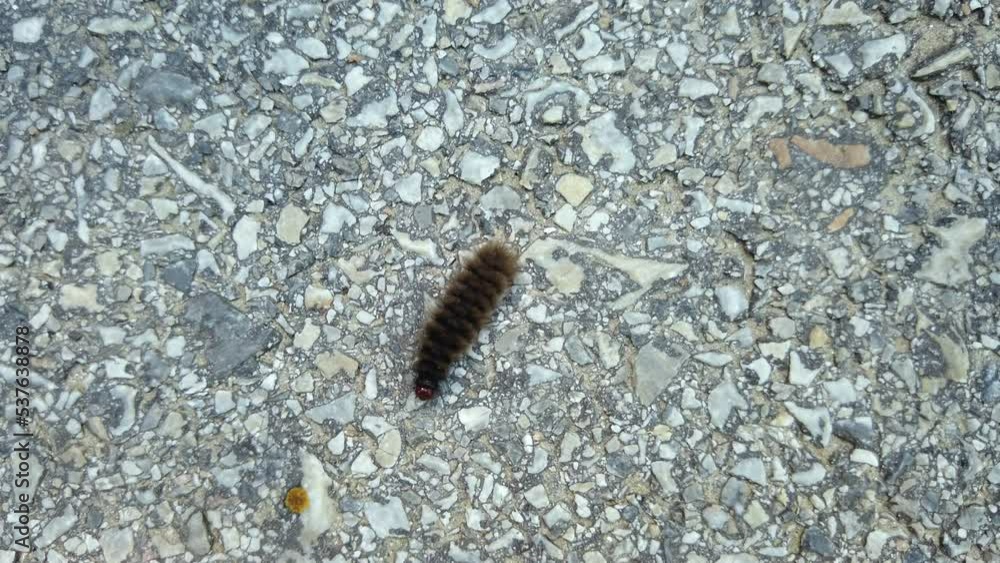 Close up of a fluffy caterpillar crawling along the hot asphalt in summer