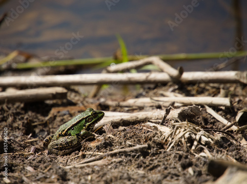 Zielona żaba na brzegu