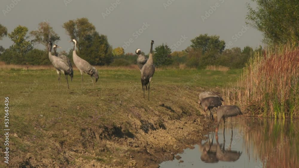 Cranes Drink In Autumn Wetlands Cranes Drink In Autumn Wetlands