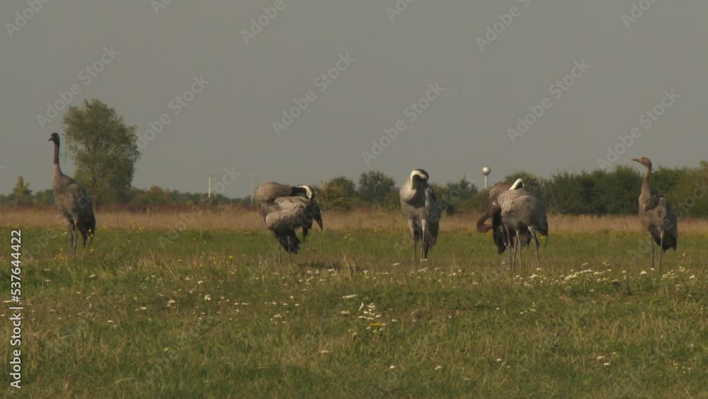 Common Cranes Feeding On A Field Common Cranes Feeding On A Field