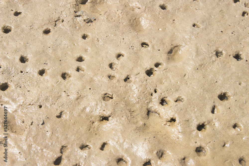 sand beige texture in a sunny day - texture sand beige texture in a sunny day - texture