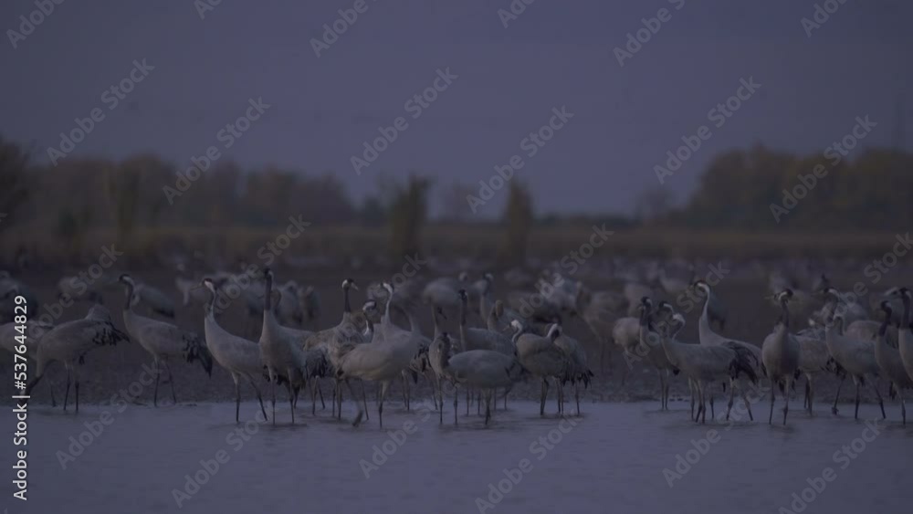 Thousands Of Crane Bird At Lake Thousands Of Crane Bird At Lake