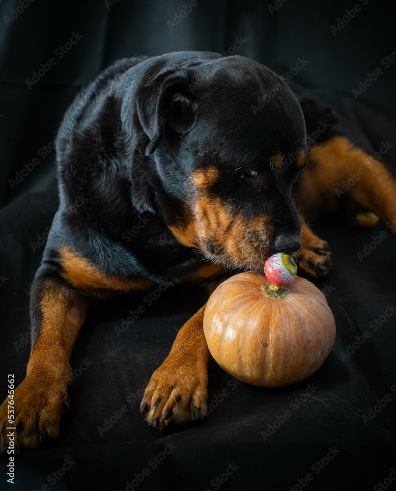 Fototapeta premium Perro rottweiler con una calabaza de halloween