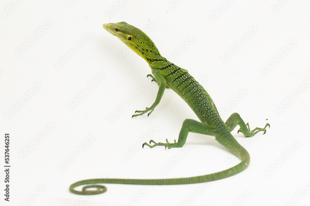 The emerald green tree monitor lizard (Varanus prasinus) isolated on white background The emerald green tree monitor lizard (Varanus prasinus) isolated on white background