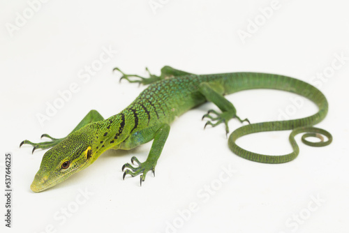 The emerald green tree monitor lizard (Varanus prasinus) isolated on white background © dwi