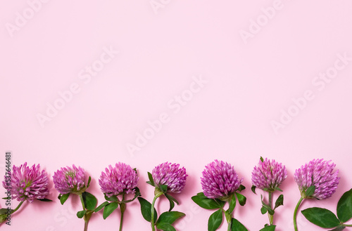 Flowers of Trifolium pratense on pink background. Red clover for treatment symptoms of menopause. Dietary Supplement Component. Herbal banner, copy space. photo