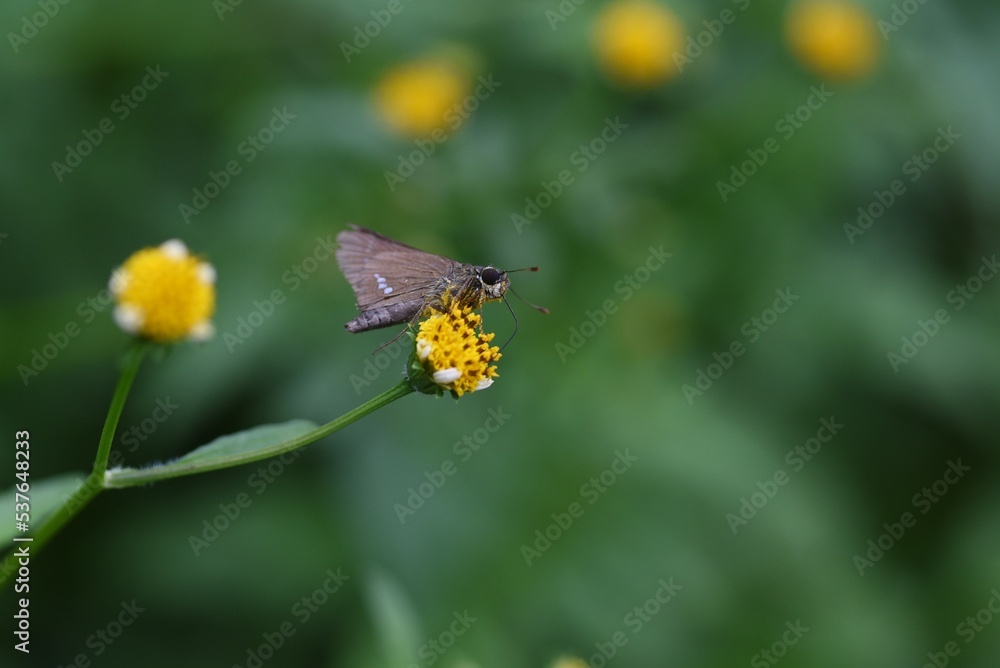Insects flock to the nectar of Bidens pilosa flowers. Insects flock to the nectar of Bidens pilosa flowers.