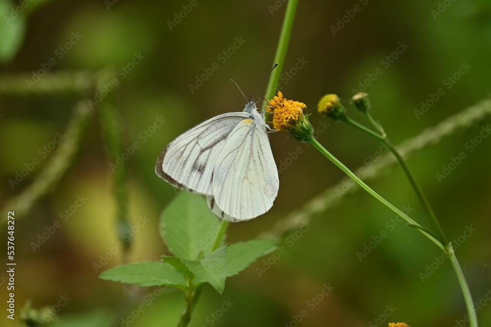 Insects flock to the nectar of Bidens pilosa flowers. Insects flock to the nectar of Bidens pilosa flowers.