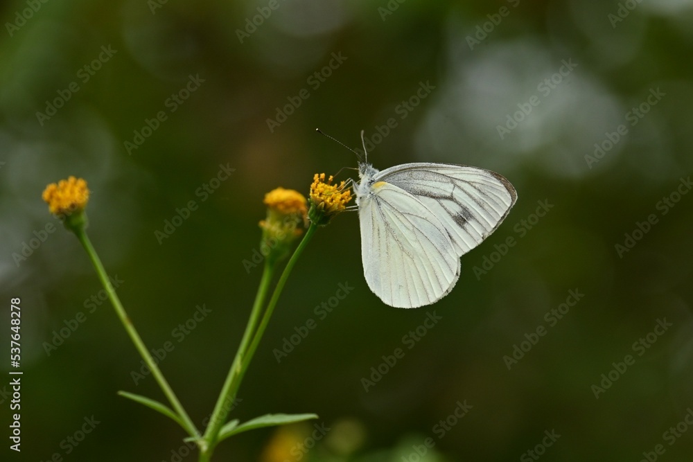 Insects flock to the nectar of Bidens pilosa flowers. Insects flock to the nectar of Bidens pilosa flowers.