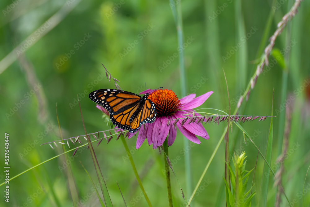Fototapeta premium Monarch Butterfly On Prairie Flowers In July