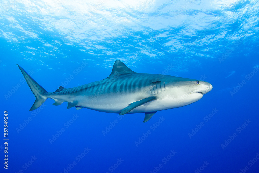 Tiger shark in blue