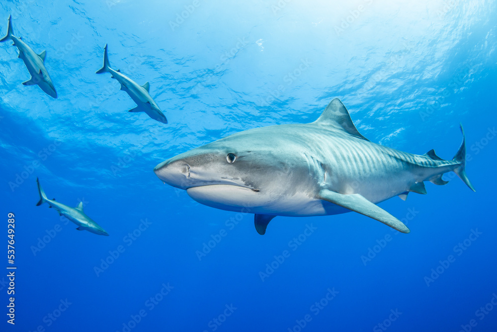 Tiger shark in blue Tiger shark in blue