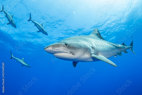 Tiger shark in blue