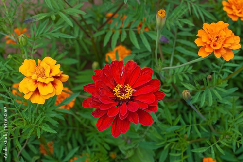 Orange marigolds flower on a green background on a summer sunny day macro photography. Blooming tagetes flower with red petals in summer, close-up photo