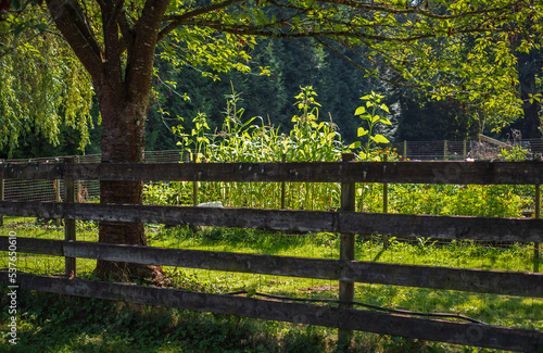 Wooden fence at farm in countryside. Green garden at a small farm yard in a summer day