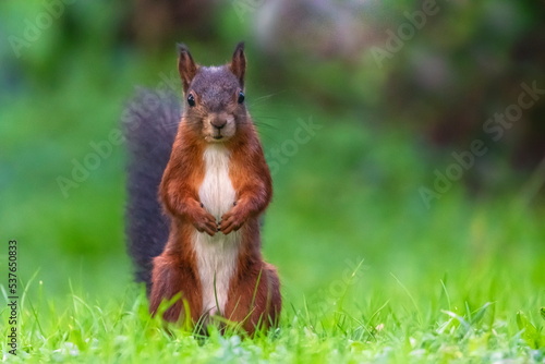 Single red squirrel, sciurus vulgaris, on the grass