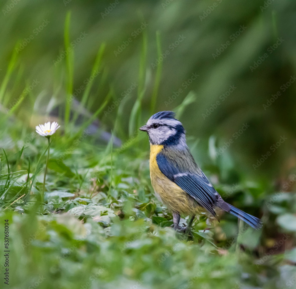 Eurasian blue tit bird, cyanistes caeruleus, on the grass Eurasian blue tit bird, cyanistes caeruleus, on the grass