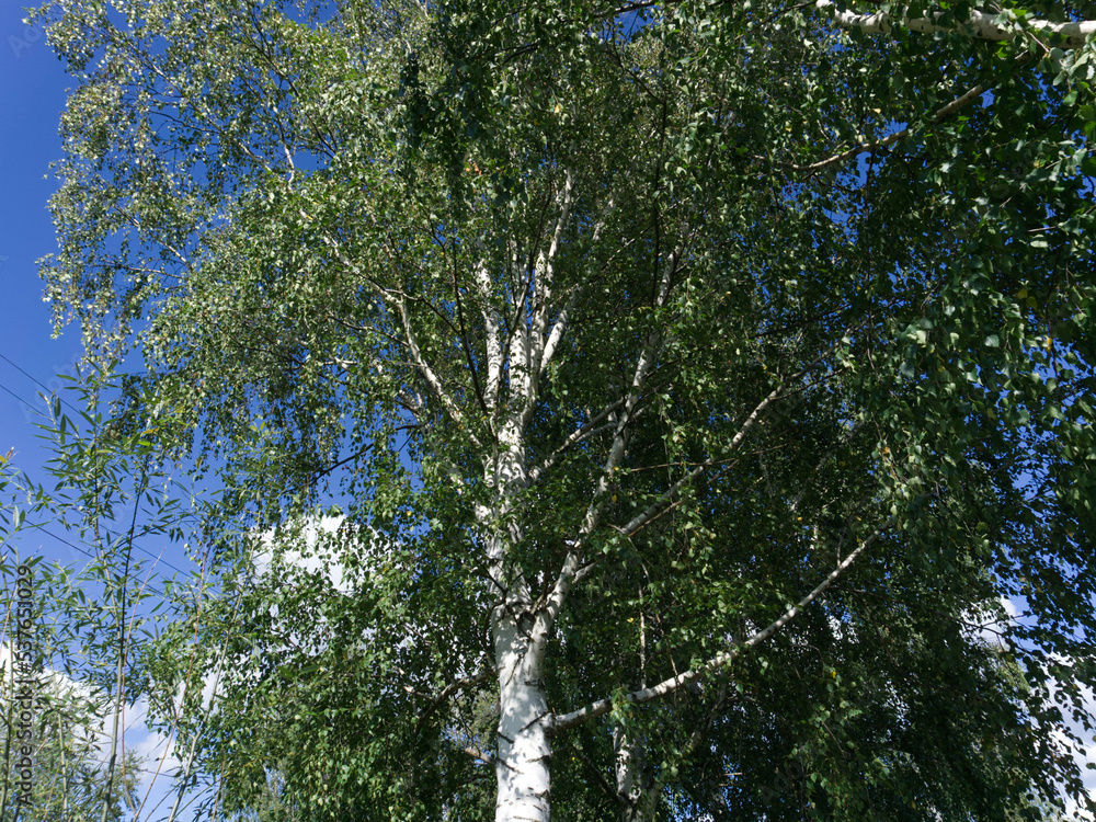 Fototapeta premium A tree against the blue sky. Summer