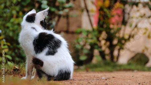 Back view of a cute black and white cat. Sitting cat