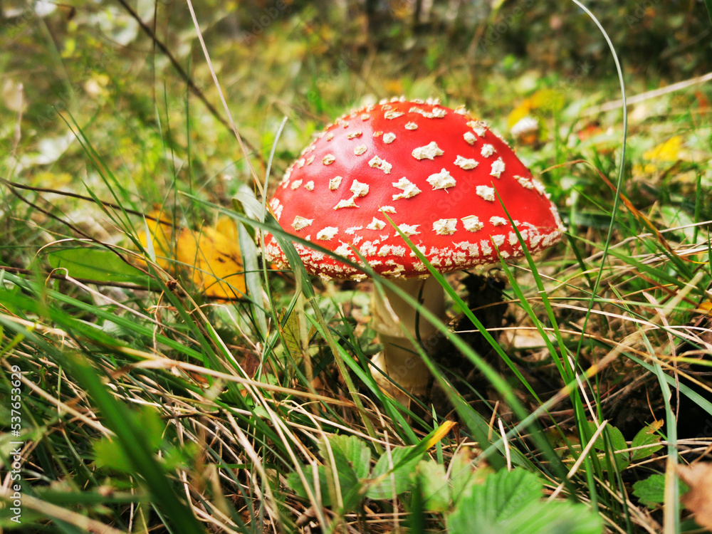 Fly agaric classic bright red with white patches in the forest grass Fly agaric classic bright red with white patches in the forest grass