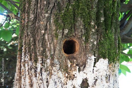 A hollow hollowed out by the beak of a woodpecker. A round hole in the bark and cambium of a large old fruit tree in the garden. Green moss and white lime on the bark. Gardening rangering ornithology. photo