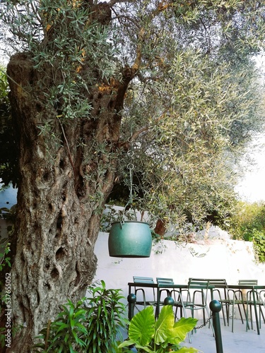 Vertical shot of a large olive tree growing in a garden