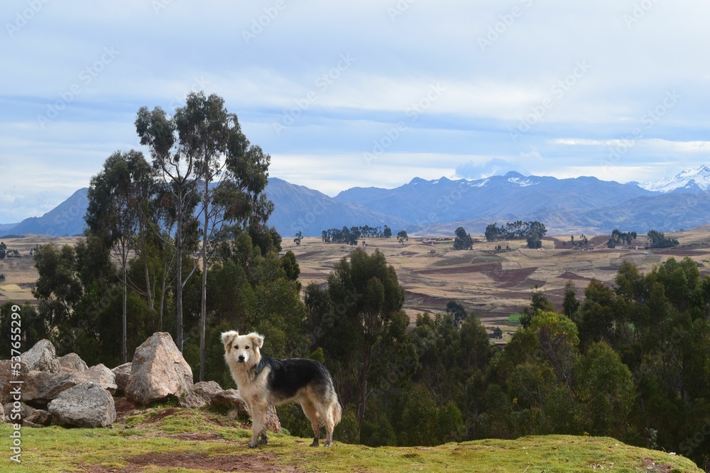 Naklejka premium Peruvian Mountain Dog