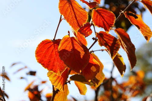 Zaubernuss Blätter- Hamamelis im Herbst