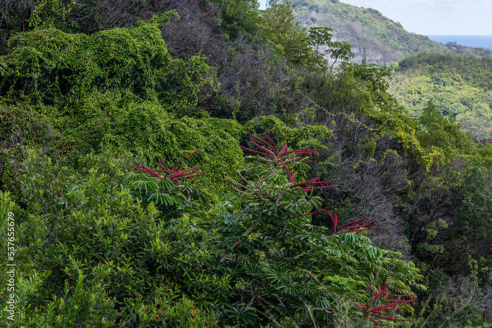 Scenic tropical vista along the Pali Highway on the north east part of Oahu, Hawaii