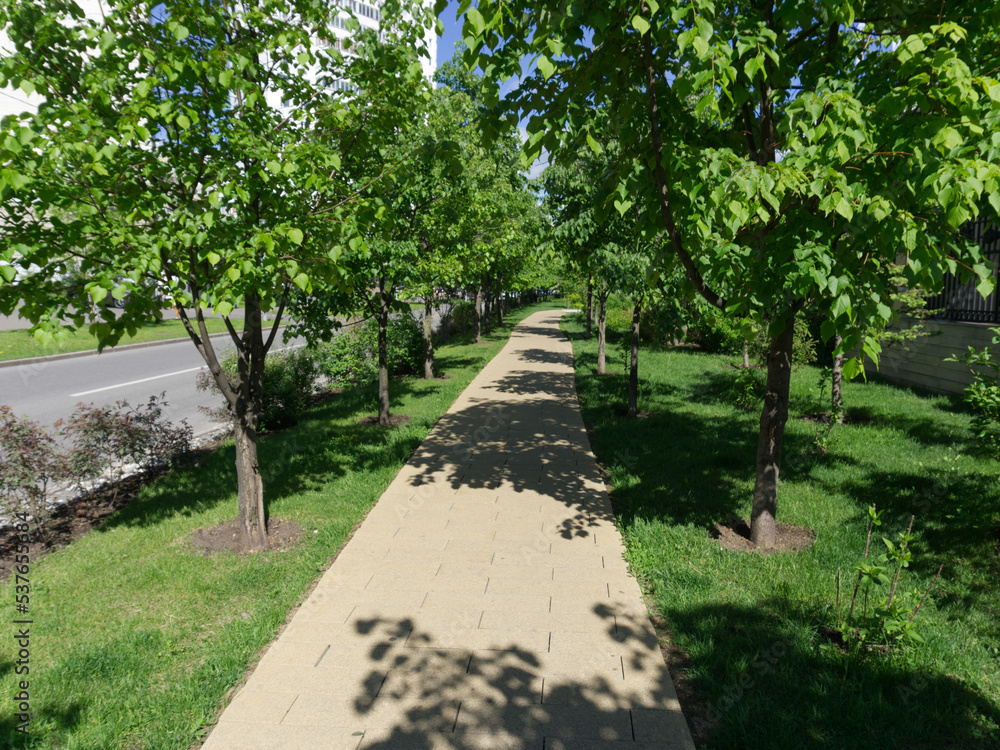 City park in the center of the metropolis in summer. The path and trees are visible. Sunny weather