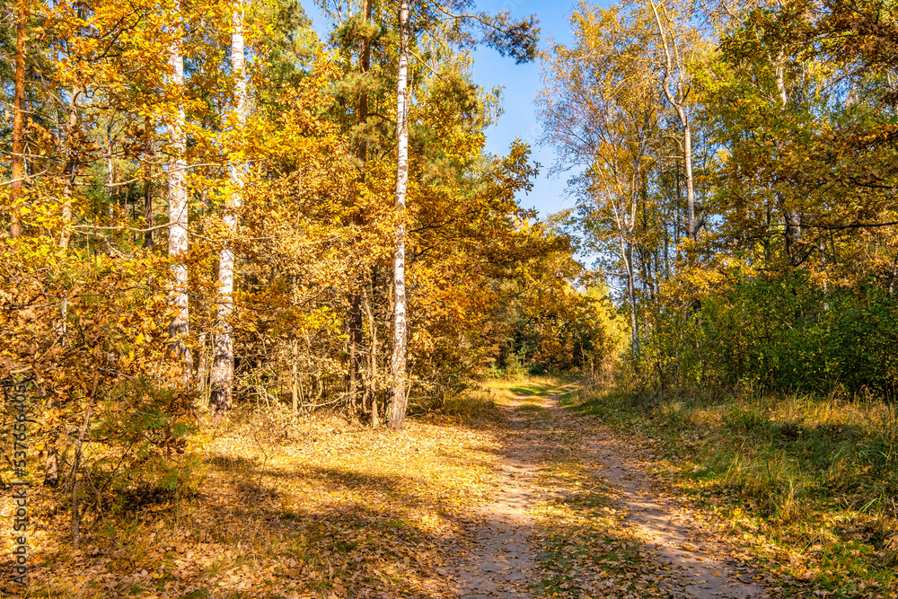 Obraz premium Path in the October autumn forest. Autumn scene on a clear sunny day
