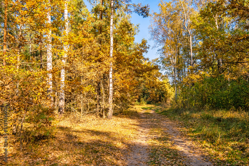 Path in the October autumn forest. Autumn scene on a clear sunny day