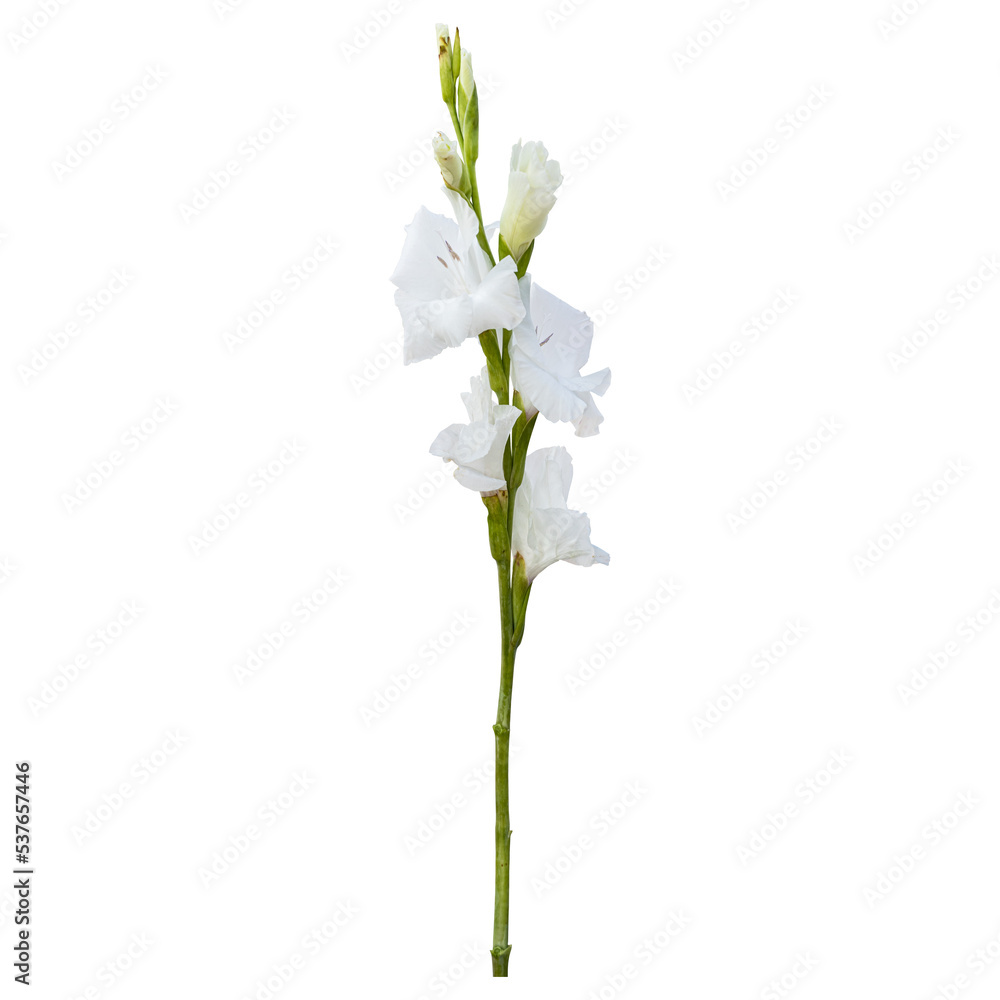 Obraz premium White gladiolus flower stem isolated on transparent background