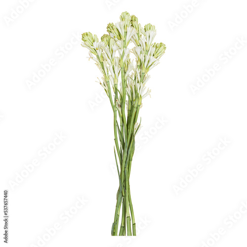 Tuberose flower stems isolated on transparent background