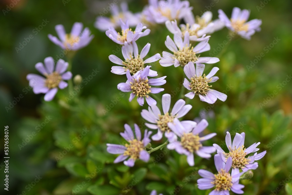 Tatarian aster ( Aster tataricus ) flowers.
From August to October, pale purple ligulate flowers line up and a yellow tubular flower blooms in the center. Tatarian aster ( Aster tataricus ) flowers.
From August to October, pale purple ligulate flowers line up and a yellow tubular flower blooms in the center.