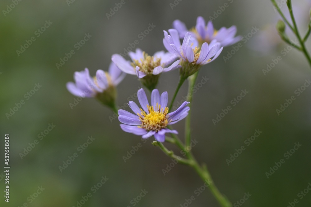 Tatarian aster ( Aster tataricus ) flowers.
From August to October, pale purple ligulate flowers line up and a yellow tubular flower blooms in the center. Tatarian aster ( Aster tataricus ) flowers.
From August to October, pale purple ligulate flowers line up and a yellow tubular flower blooms in the center.