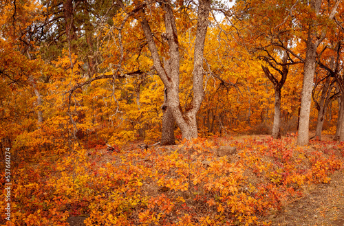 Fototapeta Naklejka Na Ścianę i Meble -  autumn in the Oak forest