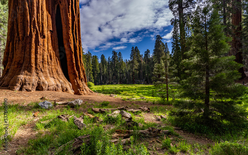 Fototapeta Naklejka Na Ścianę i Meble -  Trees and forest shots from Sequoia National Park. 