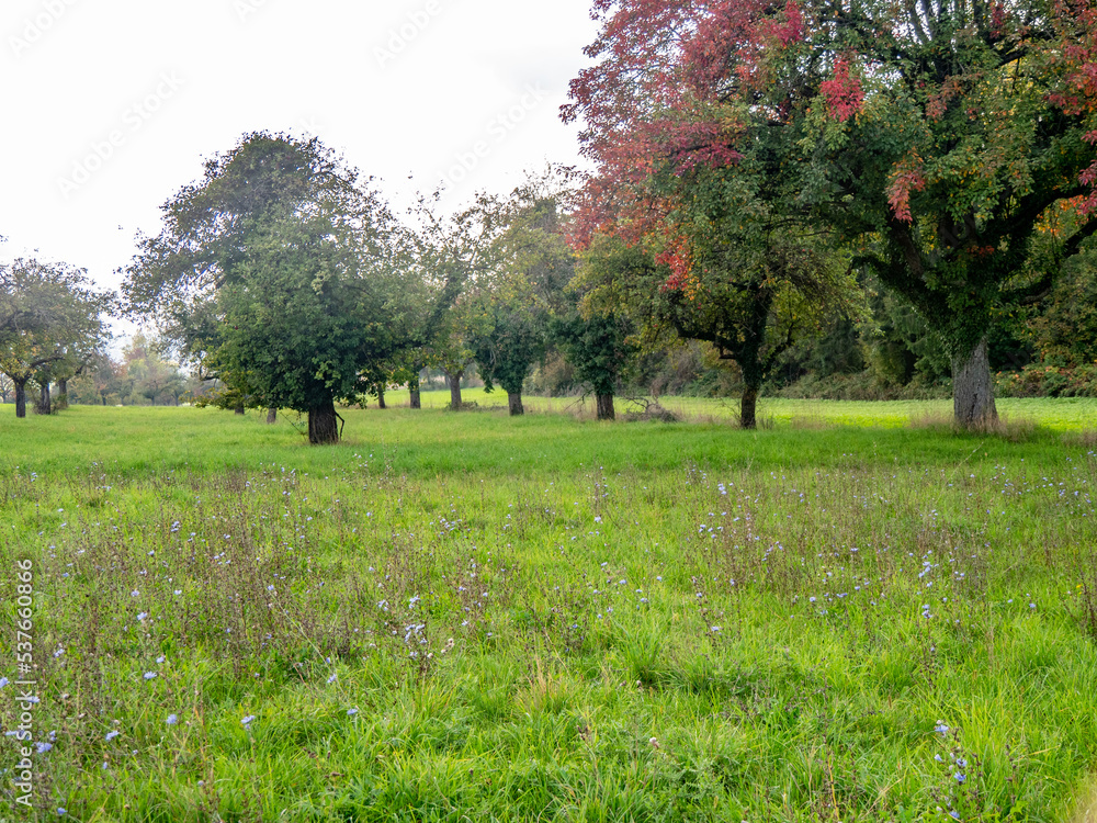 Natur und Wiesen Landschaft im Herbst Natur und Wiesen Landschaft im Herbst