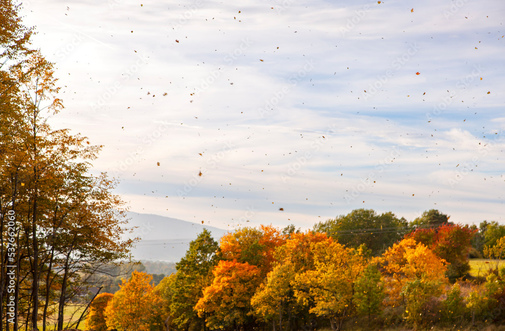 Autumn leaves blown by the wind on windy weather. beautiful fall landscape with colorful trees Autumn leaves blown by the wind on windy weather. beautiful fall landscape with colorful trees