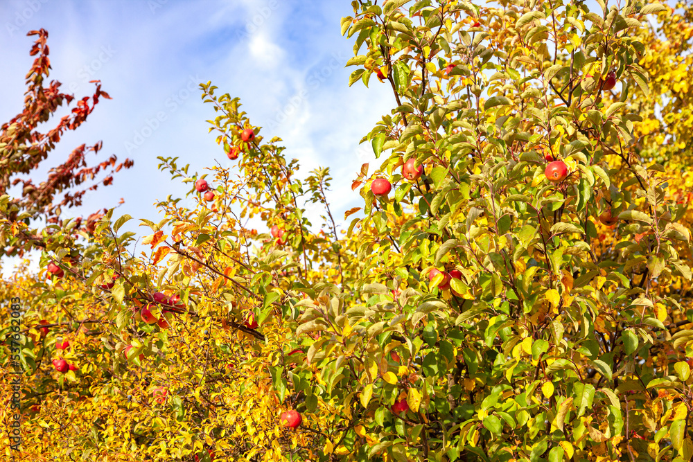 Autumn garden background with red apples on wild aple tree.