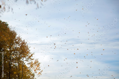 Fényképezés Autumn leafs on windy weather, fall trees blown by the wind