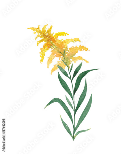 Фотография Medicinal plant