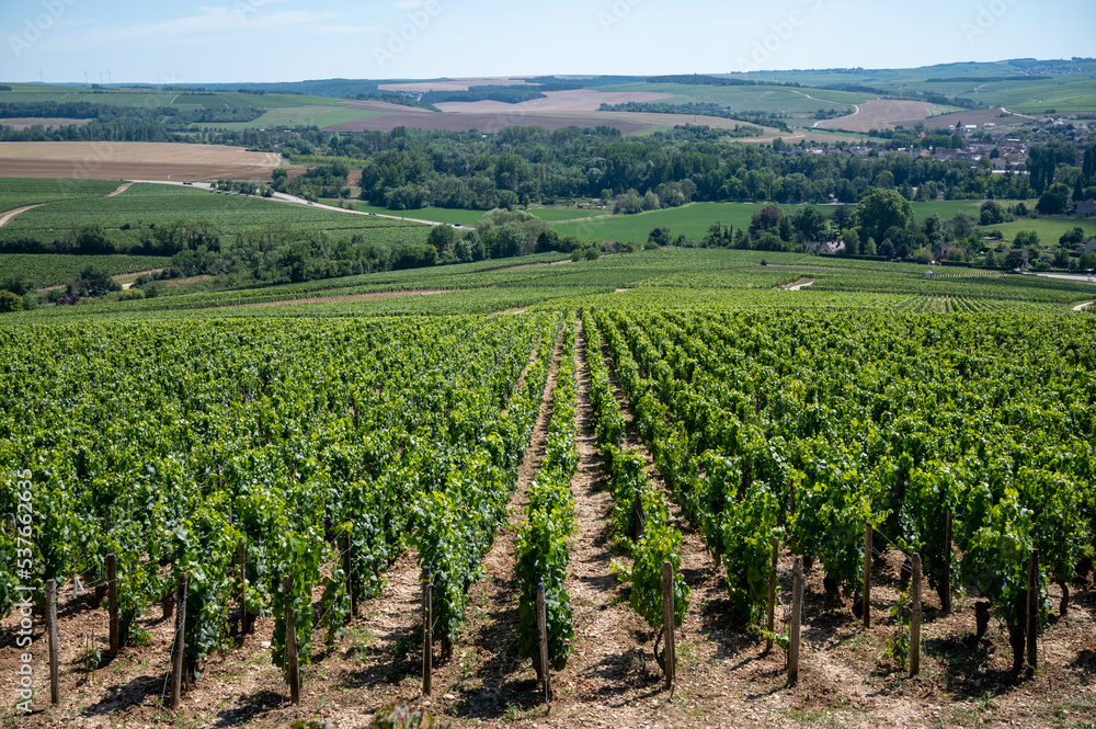 Panoramic view on Chablis Grand Cru appellation vineyards with grapes growing on limestone and marl soils, Burdundy, France