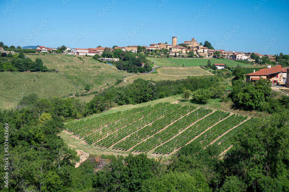 Landscape with vineyards near beaujolais wine making village Val d'Oingt, gateway to Beaujolais Wine Route and hilly landscapes of the Pierres Dorées, France