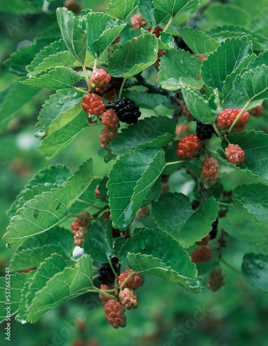 mulberry with berries, green leaves with raindrops photo