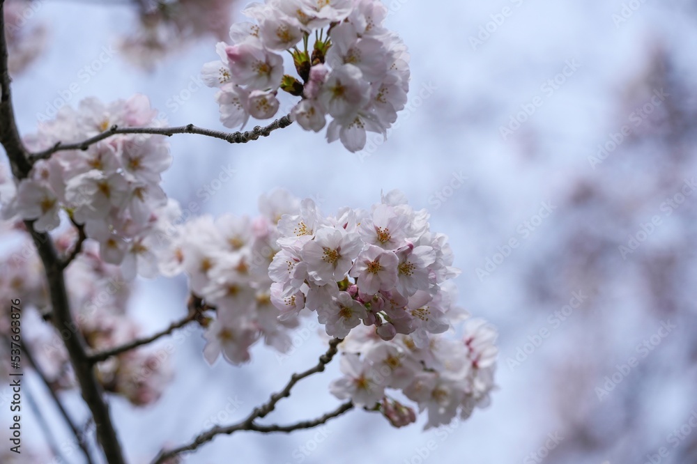 青空バックに見上げる満開のソメイヨシノ桜