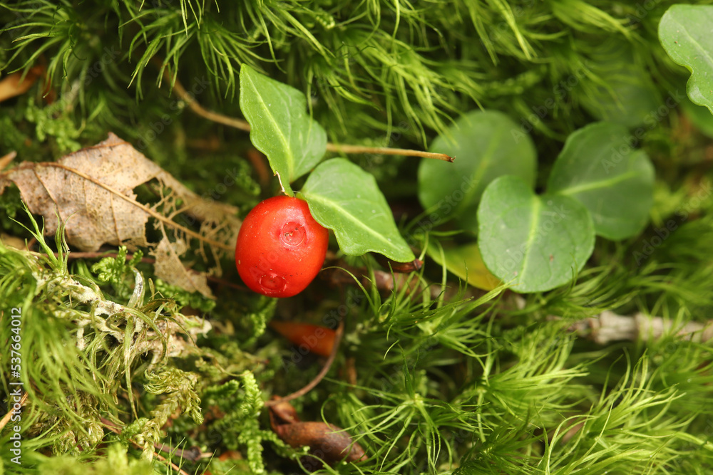 Red berry and small round leaves of a partridgeberry (Mitchella repens) growing among green moss. Native american women used the leaves in a tea to aid childbirth.